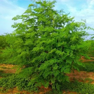 Set 2 Moringa Trees, Moringa Live Plants, Moringa Plants Live, Drumstick Tree, Horseradish Tree, Herb Moringa Plants for Planting, No Pot