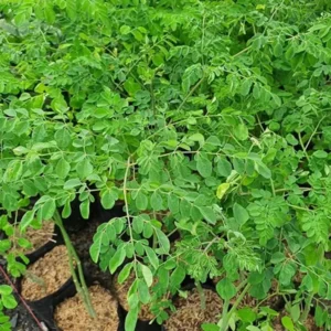 Set 2 Moringa Trees, Moringa Live Plants, Moringa Plants Live, Drumstick Tree, Horseradish Tree, Herb Moringa Plants for Planting, No Pot