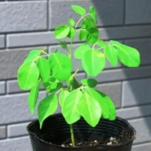 Set 2 Moringa Trees Live Plants, No Pot, 6 to 8 Inc Tall Moringa Plants Live, Drumstick Tree, Horseradish Tree, Herb Moringa Plants to Plant