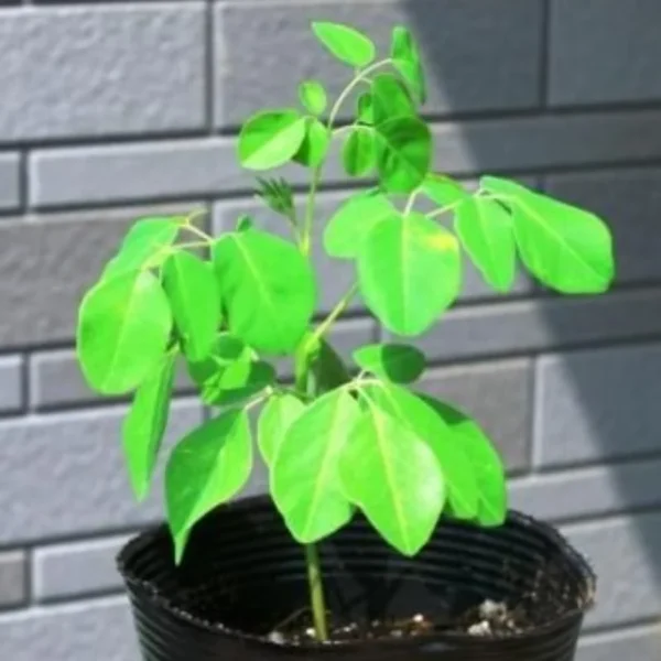 Set 2 Moringa Trees Live Plants, No Pot, 6 to 8 Inc Tall Moringa Plants Live, Drumstick Tree, Horseradish Tree, Herb Moringa Plants to Plant