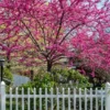 14 Eastern Redbud Trees for Planting, Redbud Trees Live Plant in Quart Pot, 6 to 15 Inc Tall, Red Bud Trees Live Plants
