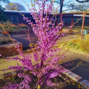 Set 6 Eastern Redbud Trees Live Plants, 10 To 15 Inc Tall Pink Flowering Ornamental Tree In Quart Pot, Redbud Tree Eastern, Redbud Trees for Planting