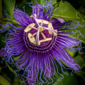 Passion Flower Vine Plant, Exotic Passiflora Flowering Vine for Garden, 4 to 8 Inch Tall Live Plant