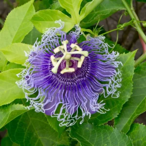 Passion Flower Vine Plant, Exotic Passiflora Flowering Vine for Garden, 4 to 8 Inch Tall Live Plant