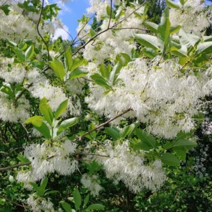 White Fringe Flower Plant - Flowering Beautiful Plant, 2.5 Inch Pot