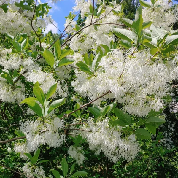 White Fringe Flower Plant - Flowering Beautiful Plant, 2.5 Inch Pot