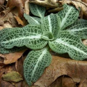 Rattlesnake Plantain Orchid Plant, Rare Orchid