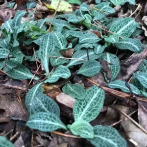 Rattlesnake Plantain Orchid Plant, Rare Orchid