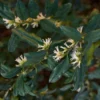 Sweet Box Plants - Sarcococca, Fragrant Flowers Shrubs