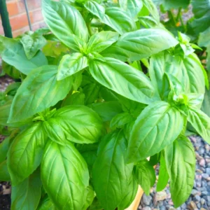 Transform Your Garden with 4 Sweet Basil Plants - Live Large Leaf Basil in 4-Inch Pots