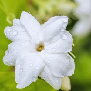 Elevate Your Space with 3 Blooming Jasmine Plants - Maid of Orleans Sambac Jasmine, 4 to 6 Inches Tall