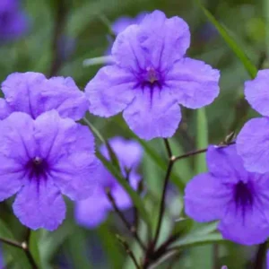 Pack 2 Hardy Mexican Petunia Live Plants - Ruellia Simplex Petunia Plants for Outdoor Gardens - 6 to 8 Inch Tall - Flowering Plants, Purple