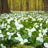 5 Trillium Bulbs, White Trillium Flower Bulbs, Trillium Bulb for Fall Planting Indoor Outdoor, 5 Large Bulbs, Ready to Plant