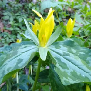 5 Yellow Trillium Bulbs, Trillium Flower Bulbs, Trillium Bulb for Fall Planting, 5 Large Bulbs, Easy to Plant