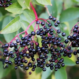 2 Elderberry Trees Live Plant 6-12 Inch Tall - American Black Elderberry Bush for Outdoor Gardens, Fast-Growing Fruit Plant