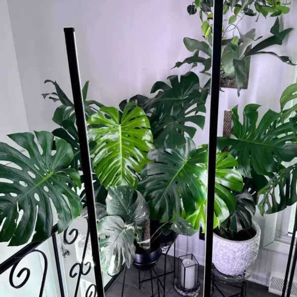 Monstera Plant, Live Monstera Deliciosa, Monstera Indoor Plant, Live Indoor Plant, From 5 to 6 Inches Height No Pot