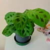 2 Prayer Plants Live, Maranta Prayer Plants, Prayer Plants Live Indoor, Live Prayer House Plants From 5 Inches Heigth No Pot