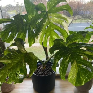 Rare Monstera Plant Live, Yellow Green Leaves Plant, Monstera House Plant From 5 To 6 Inches Height No Pot