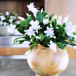 Thanksgiving Cactus, Thanksgiving Cactus Plant Live In 4 Inches Pot, Cactus Plant Live Houseplant