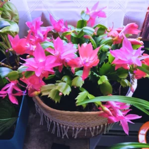 Thanksgiving Cactus, Thanksgiving Cactus Plant Live In 4 Inches Pot, Cactus Plant Live Houseplant