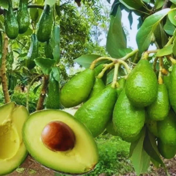 Live Grafted Avocado Tree Live Plant, 1-2 Feet Tall, Fruit-Bearing Avocado Tree for Outdoor Growing, Tropical Tree, Zones 9-11