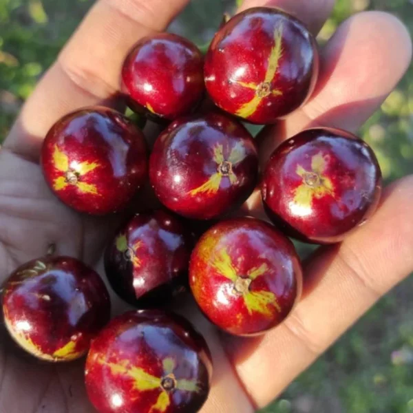 Live Jaboticaba Tree Grafted, 1.5-3 Ft Tall, Jaboticaba Live Plant Tree for Patios Planting
