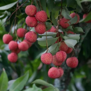 Lychee Tree Live Plant, 2 to 3 Feet Tall, Sweet Litchi Fruit Tree in 3 Gallon Pot, Perfect for Home Orchards