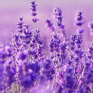 Set of 4 Munstead Live Lavender Plants, Suitable for Indoor or Outdoor Garden, Fragrant Flower Lavender Herb Plant