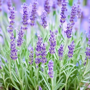 Set of 4 Munstead Live Lavender Plants, Suitable for Indoor or Outdoor Garden, Fragrant Flower Lavender Herb Plant