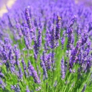 2 Hidcote Lavender Plants, Live Lavender for Indoor or Outdoor, Well-Rooted and Ready to Plant