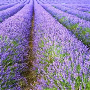 Set of 4 Hidcote Live Lavender Plants, Suitable for Indoor or Outdoor Garden, Fragrant Flower Lavender Herb Plant