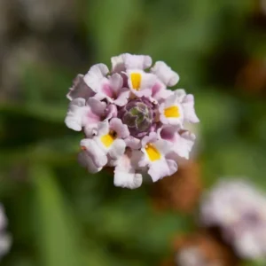 Frog Fruit Phyla Nodiflora - Live Aquatic Marginal Starter Plant for Water Gardens, Ponds and Aquascapes