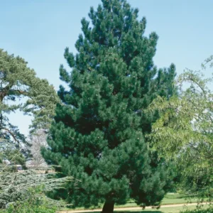 Set 2 Austrian Pine Christmas Trees Live Plants for Planting, Beautiful Gift for Home Decoration, Ornamental Plant