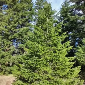 Set 4 Douglas Fir Christmas Trees Live Plants for Planting, Beautiful Gift for Home Garden Decoration