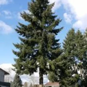 Set 2 Douglas Fir Christmas Trees Live Plants for Planting, Beautiful Gift for Home Garden Decoration