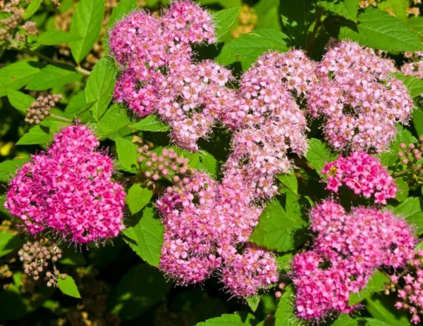 Set 2 Gold Flame Spirea Shrubs Live Plants Trees, Spirea Bush in Quart, Hardy Shrub for Borders, Flowering Shrub Spirea for Outdoor Planting