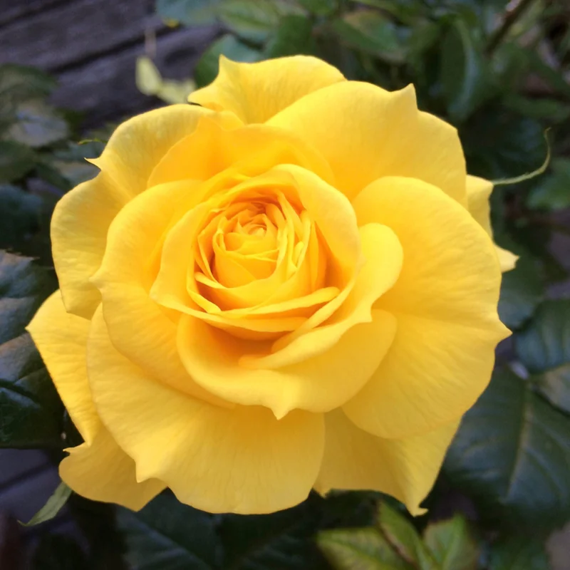 Yellow Rose