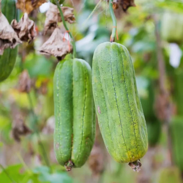 10 Luffa Gourd Seeds, Luffa Gourd Vegetable Seeds For Planting Outdoor Indoor, Gourd Seeds