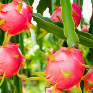 Red Dragon Fruit Plant Live, 3 Gallon Potted, Live Dragon Fruit Plant, Dragon Fruit Tree Plant, 2 to 3 Feet Tall, Dragon Fruit Live Plant, Sweet Fruit Plant