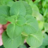 Cuban Oregano Plants Live, 2 Plants, Live Cuban Oregano Plant Indoor, 4 to 6 Inc Tall, Mexican Mint Plant, Spanish Thyme Plant Live, Well Rooted for Gardening