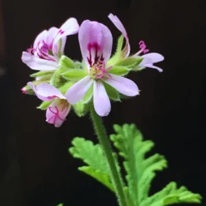 Set 4 of Citronella Plants Live, Citronella Live Plants, Live Citronella Plant Indoor Outdoor, 3 to 6 Inches Tall, Citronella Indoor Plant, Small Citronella Plants