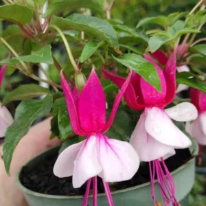 Fuchsia Plant Live, Live Fuchsia Plant, 3 to 5 Inches Tall, Fuchsia Live Plant, White Pink Flower Fuchsia Plant, Fuchsia Plant Pot for Garden Outdoor Indoor