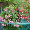 Fuchsia Plant Live, Pink White Flower Fuchsia Plant, 3 to 5 Inches Tall, Fuchsia Live Plant, Live Fuchsia Plant, Fuchsia Plant Pot for Growing Outdoors Indoors