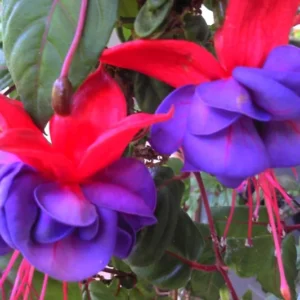 Pink Purple Flower Fuchsia Plant, Live Fuchsia Plant, Fuchsia Live Plant Indoor 3 to 6 Inches