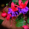 Pink Purple Flower Fuchsia Plant, Live Fuchsia Plant, Fuchsia Live Plant Indoor 3 to 6 Inches