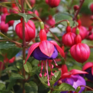 Pink Purple Flower Fuchsia Plant, Live Fuchsia Plant, Fuchsia Live Plant Indoor 3 to 6 Inches