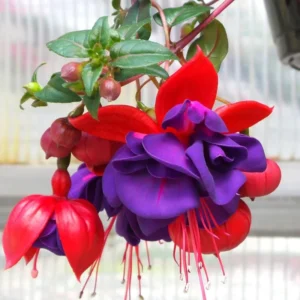 Pink Purple Flower Fuchsia Plant, Live Fuchsia Plant, Fuchsia Live Plant Indoor 3 to 6 Inches