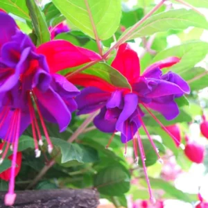 2 Fuchsia Plants Live, Pink Purple Flower Fuchsia Plant, 4 to 6 Inches, Fuchsia Live Plant, Live Fuchsia Plant