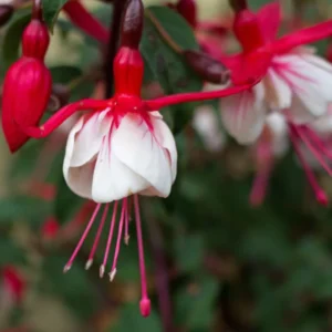Fuchsia Plant Live, Live Fuchsia Plant, 3 to 5 Inches Tall, Fuchsia Live Plant, Red White Flower Fuchsia Plant, Fuchsia Plant Pot for Garden, Ready to Plant