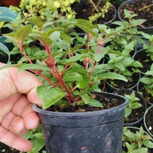 Fuchsia Plant Live, Live Fuchsia Plant, 3 to 5 Inches Tall, Fuchsia Live Plant, Red White Flower Fuchsia Plant, Fuchsia Plant Pot for Garden, Ready to Plant